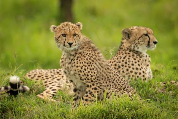 Gepardí Mládě Sedí Vedle Matky Trávě — Stock fotografie