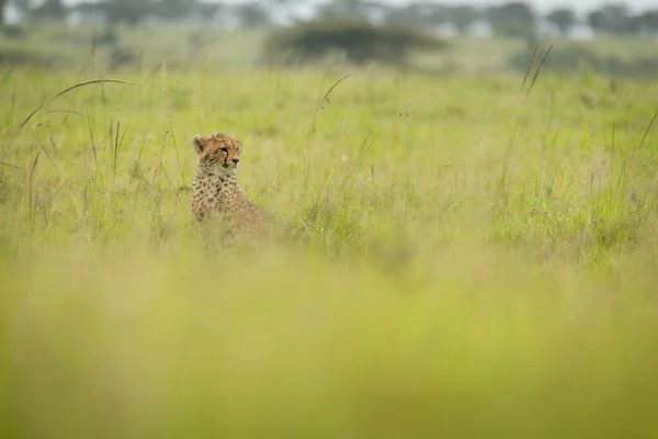 Cheetah Welp Zit Achter Wazig Gras Voorgrond — Stockfoto