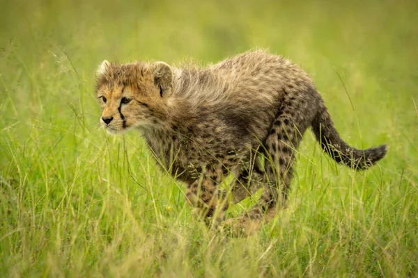 Cheetah Mládě Běží Vlevo Přes Dlouhou Trávu — Stock fotografie