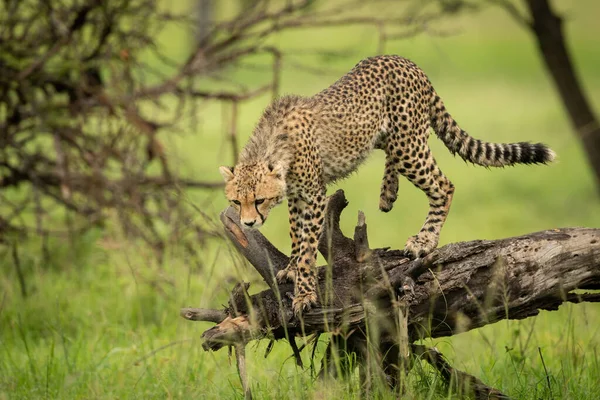 Gepardenjunges Bereit Zum Sprung Vom Baumstamm — Stockfoto