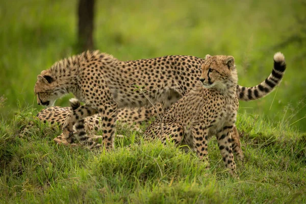 Cheetah Cub Passes Another Sitting Mound — Stock Photo, Image