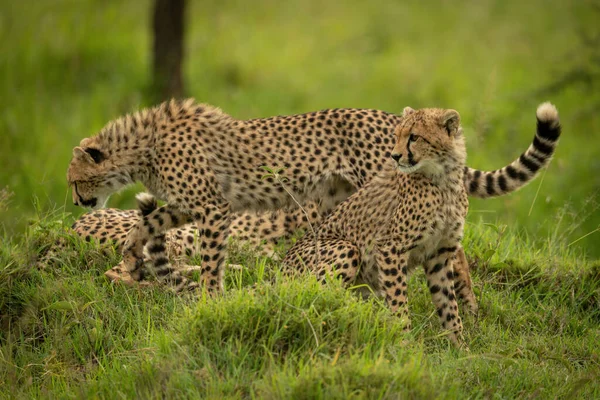 Guépard Passe Autre Assis Sur Monticule — Photo