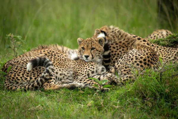 Çita Yavrusu Çimlerin Üzerinde Annesinin Yanında Yatıyor — Stok fotoğraf