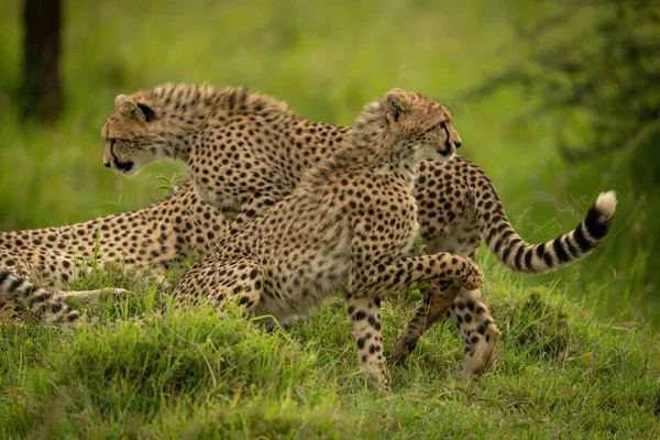 Cheetah Cachorro Pasa Otro Sentado Hierba —  Fotos de Stock