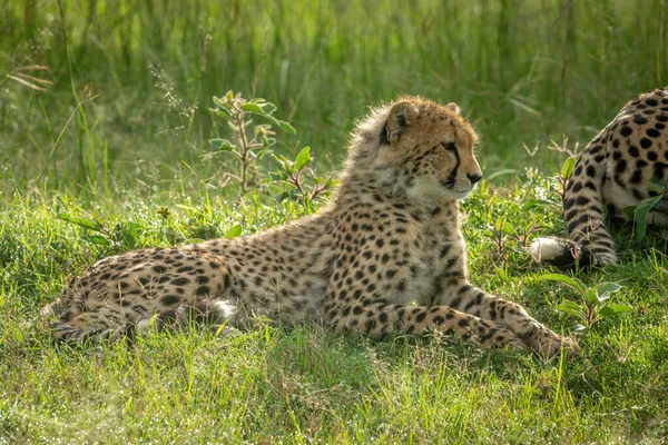 Gepardí Mládě Leží Blízko Matky Trávě — Stock fotografie