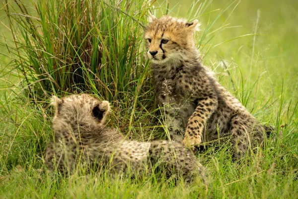 Cheetah Unge Lyfter Tass Mot Annan Liggande — Stockfoto