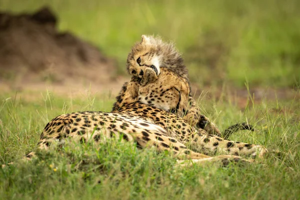Çita Yavrusu Annesinin Kulağını Kemiriyor — Stok fotoğraf