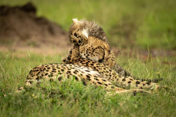 Cheetah Welp Ligt Grijpen Hoofd Van Moeder — Stockfoto