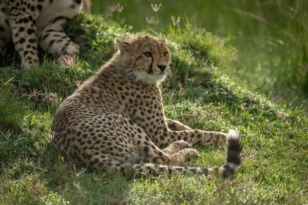 Gepardí Mládě Leží Matky Hromadě — Stock fotografie