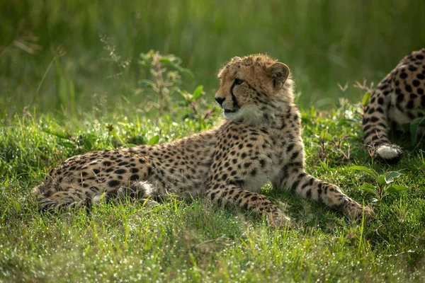 Cheetah Cub Lies Mother Looking — Stock Photo, Image