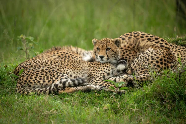 Ourson Guépard Mensonges Par Mère Dans Herbe — Photo