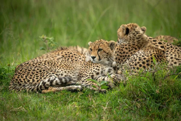 Cheetah Cub Lies Mother Grass — Stock Photo, Image