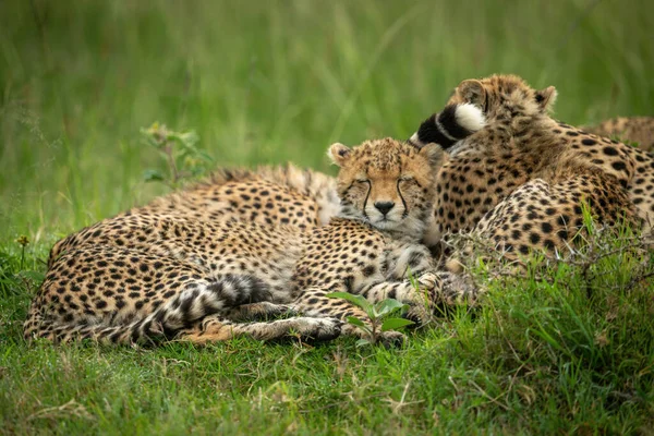 Cheetah Welp Ligt Naast Moeder Sluit Ogen — Stockfoto