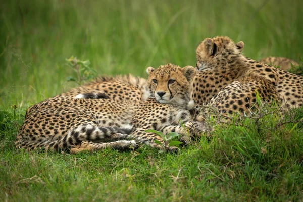 Cheetah Welp Ligt Naast Moeder Gras — Stockfoto