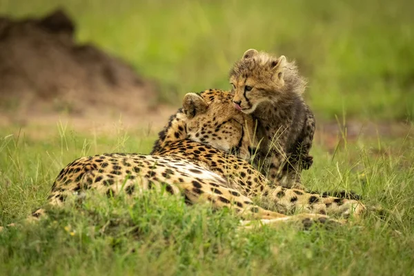 Cheetah Cucciolo Lecca Labbra Piedi Con Madre — Foto Stock