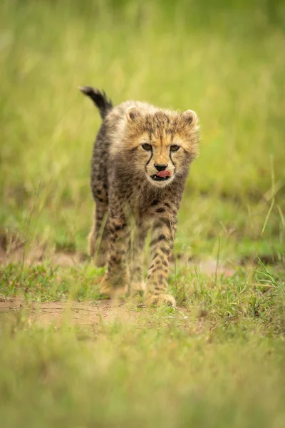 Cheetah Cachorro Cruza Corta Hierba Lamiendo Labios —  Fotos de Stock