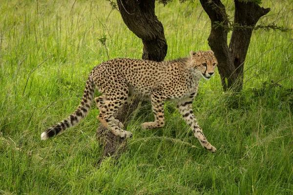 Guépard Ourson Saute Arbre Dans Herbe — Photo