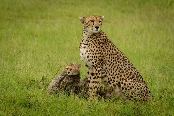 Gepard Und Jungtier Sitzen Zusammen Gras — Stockfoto