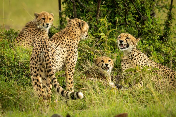 Cheetah Coalitie Zit Staat Naast Bush — Stockfoto