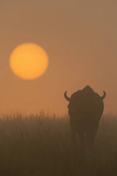 Cape Buffalo Walking Misty Rising Sun — Stock Photo, Image