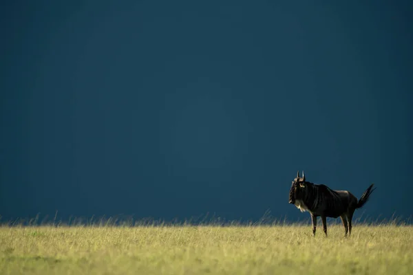 Wildebeest Blu Sotto Nuvole Tempesta All Orizzonte — Foto Stock