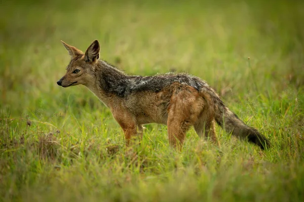 Black Backed Jackal Stands Grassland Facing Left — Stock Photo, Image