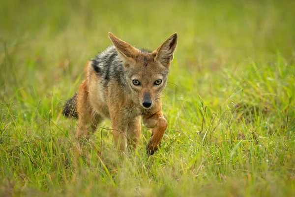 Schwarzrückenschakal Läuft Durch Gras Und Hebt Pfote — Stockfoto