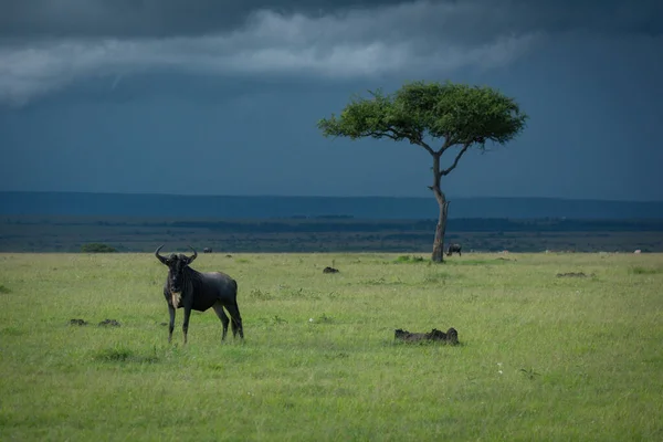 Blue Wildebeest Stands Acacia Storm — Stock Photo, Image