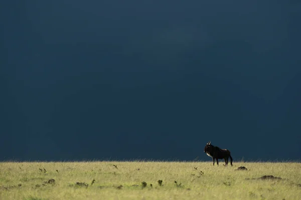 Blue Wildebeest Fica Horizonte Durante Tempestade — Fotografia de Stock