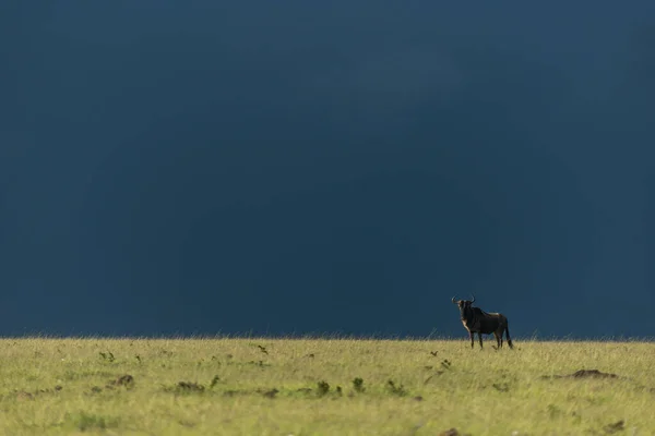 Blue Wildebeest Stands Horizon Stormclouds — Stock Photo, Image