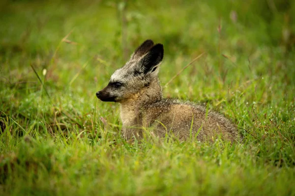 Bat-eared fox lies on grass facing left
