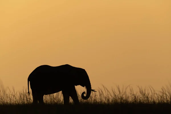 日没時の水平線のアフリカのブッシュゾウ — ストック写真