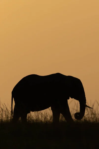 日没時に草の中のアフリカのブッシュ象 — ストック写真