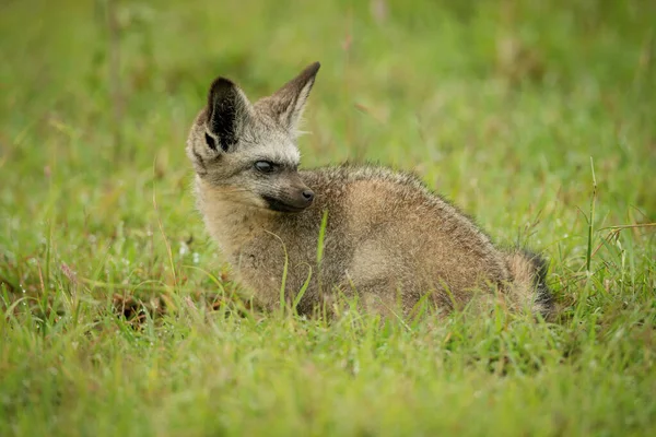Bat Eared Fox Sits Grass Looking Back — Stock Photo, Image