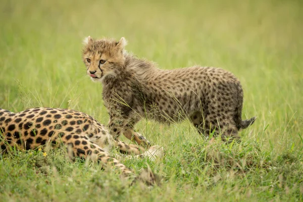 Cheetah Filhote Trots Passado Mãe Lambendo Lábios — Fotografia de Stock