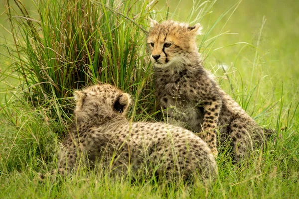 Cheetah Cucciolo Siede Erba Con Altro — Foto Stock