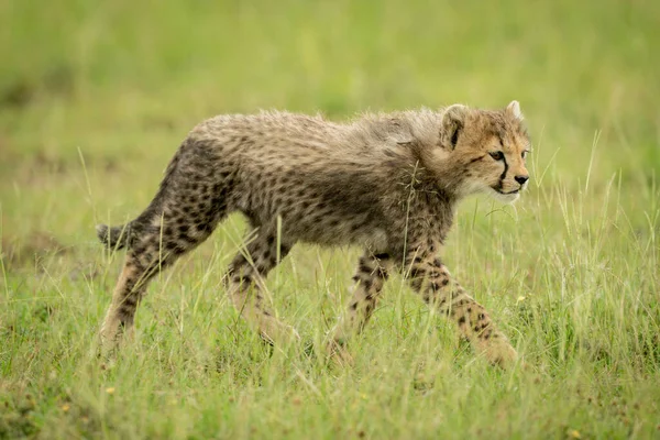 Cheetah Cub Walks Right Long Grass — Stock Photo, Image