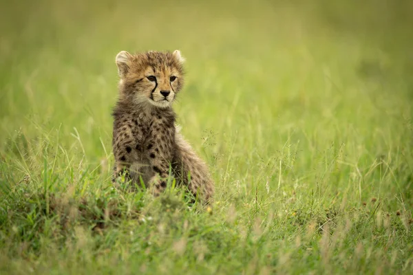Cheetah Cub Κάθεται Στο Γρασίδι Κοιτάζοντας Δεξιά — Φωτογραφία Αρχείου