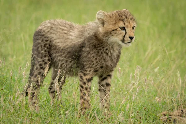 Cheetah Welp Staat Vooruit Kijken Gras — Stockfoto