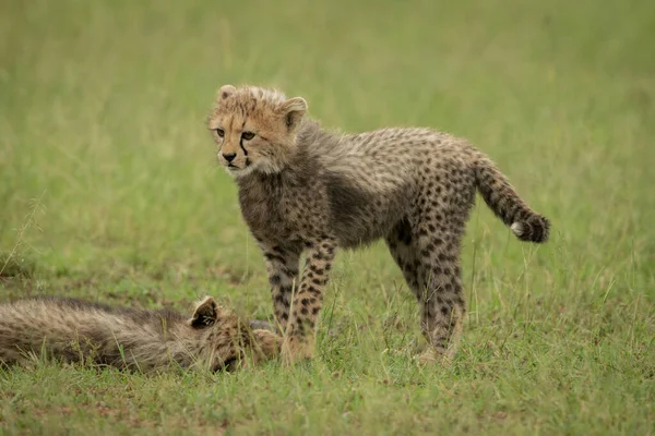 Cheetah Cucciolo Trova Fronte Sinistra Altro — Foto Stock