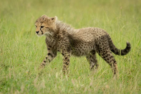 Petit Guépard Marche Travers Herbe Direction Gauche — Photo