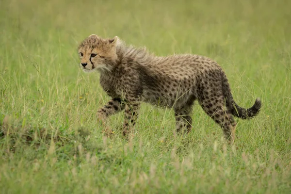 Cheetah Cub Walks Grass Lifting Paw — Stock Photo, Image