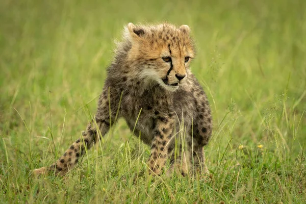 Guépard Est Assis Regardant Vers Bas Dans Herbe — Photo