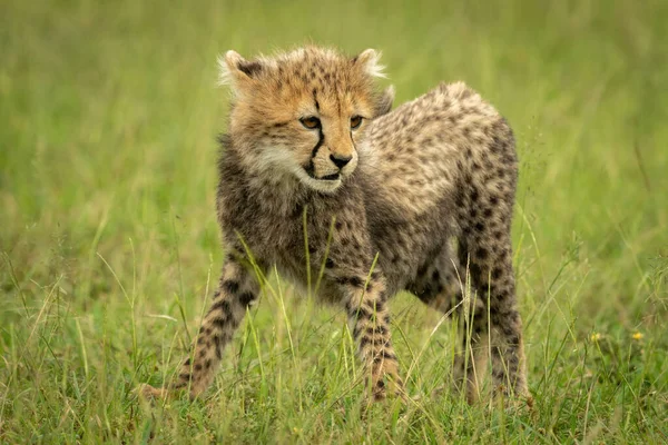 Cheetah Cucciolo Alza Guardando Giù Erba — Foto Stock