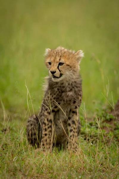 Cheetah Κουτάβι Κάθεται Στο Γρασίδι Στρίβοντας Αριστερά — Φωτογραφία Αρχείου