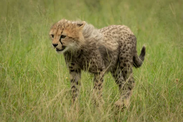 猎豹幼崽站在草地上凝视着左边 — 图库照片