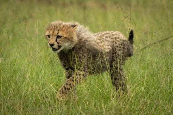 Gepardí Mládě Kráčející Travou Zvedající Tlapky — Stock fotografie