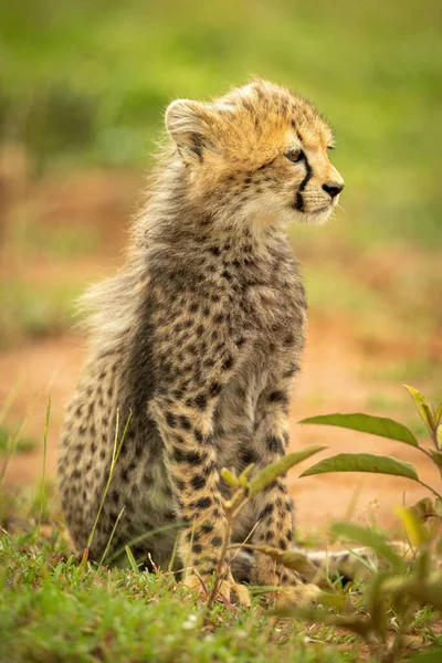 Cheetah Cachorro Sienta Mirando Derecha Hierba —  Fotos de Stock