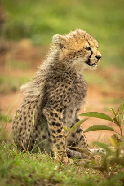 Cheetah Welp Zit Staren Recht Het Gras — Stockfoto