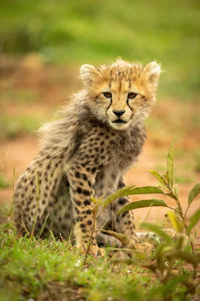 Cheetah Cub Sits Lowering Head Grass — Stock Photo, Image